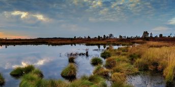 moors swamp