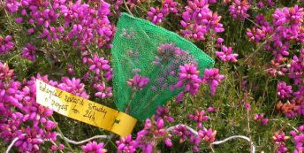 Bell heather (Erica sp.) with the flowers bagged to exclude pollinators so the researchers can collect the nectar produced over a 24 hour period. Credit: Mathilde Baude