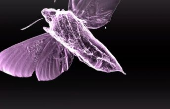 Artec 3D scans of a moth specimen from the collection