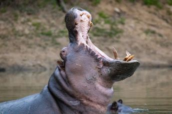 A hippo stands in water yawning, showing its mouth and teeth