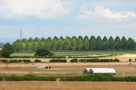 Tractors in a hay field lifting and carrying bales of freshly made hay.