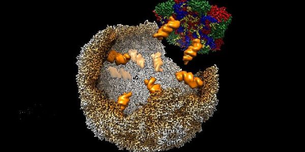 The image shows a visualisation of a virion assembling. The process involves packaging signals interacting with proteins on the casing of the virion.