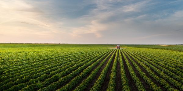 Field of soyabean