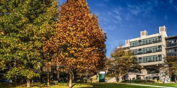 The back of the Edward Boyle library with three trees to the left of the library in autumn colours.