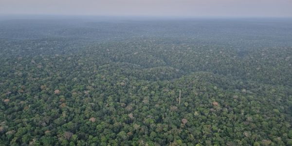 Aerial view of a dense green forest canopy with grey sky in far distance