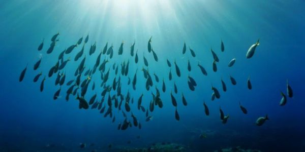 Schools of fish in rays of sunlight