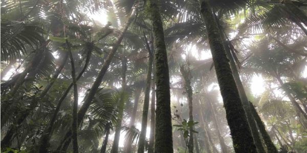 Tropical forest trees breaking the skyline