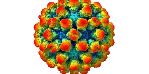 Image shows a norovirus created from 13,000 separate electron microscope images. It shows bump-like protrusions on the surface of the protein shell around the virus.