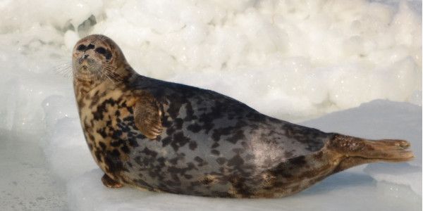 Caspian Seal1