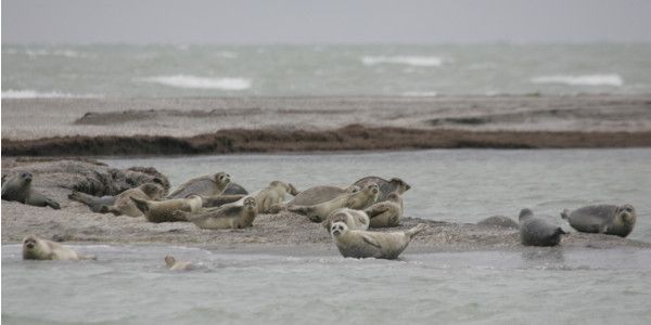 Caspian Seal3