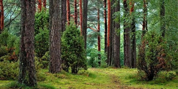 trees