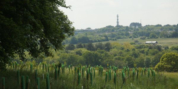 Green scenery with a big tree on the left and tree saplings growing in plastic protectors across the field.
