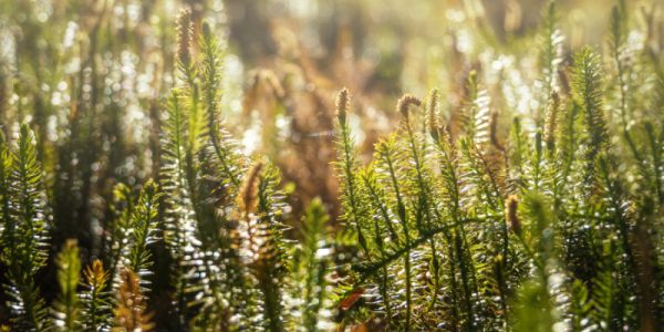 close-up of spiny club moss lycopodium annotinum in a field in sunlight