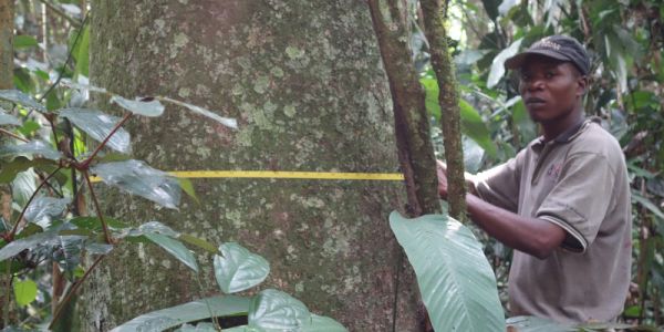 A person measuring the diameter of a tree using a tape measure