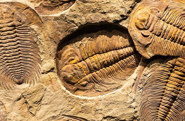 Trilobite fossils