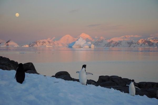 Penguin and a seal on ice shelf the ocean is behind them with large ice glaciers in the distance and setting sun turning the glaciers a pink colour
