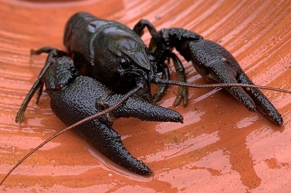 A crayfish inside a piece of terracotta pottery