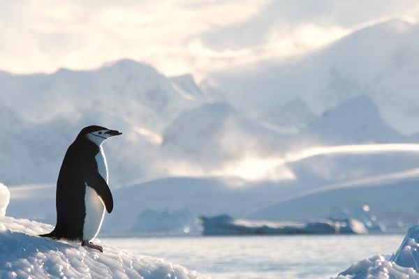 A penguin standing on icy slope with white valley and white mountains in the background.