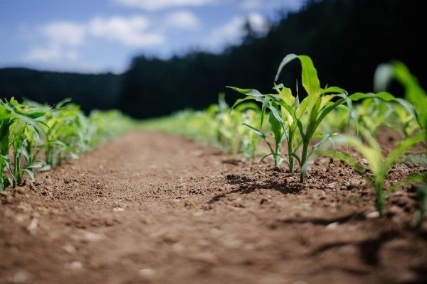 Rows of young crops in soil.