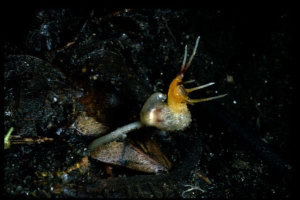 Afrothismia lovettii, a translucent white and orange plant, on the rainforest floor.