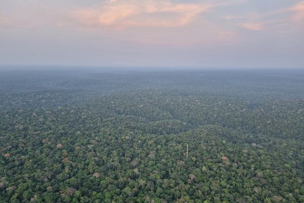 A view of the amazon rainforest from above, showing rain clouds in the distance.