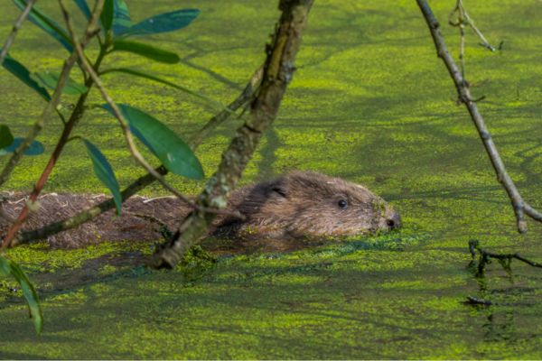 A beaver swimming in a green river