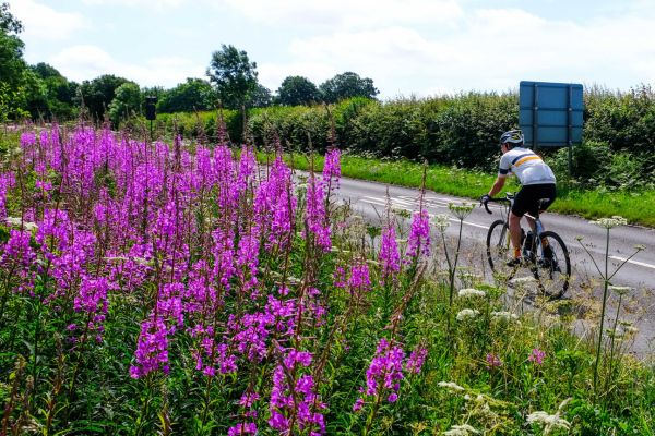A cyclist riding past a road verge where purple flowers are growing