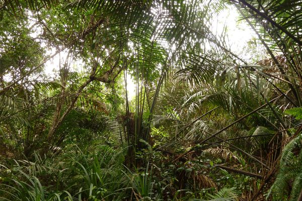 Dense tropical forest and fern covered ground