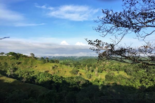 A secondary forest landscape in Agua Salud, Panama
