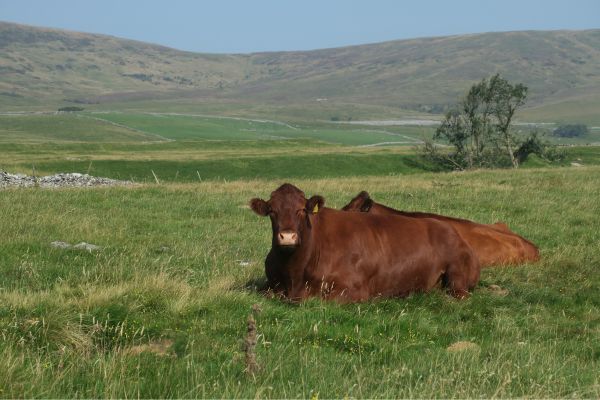 A brown cow lies in a grassy field in open countryside, under a blue sky.