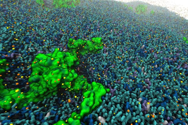 Computer model of a mechanically-activated ion channel called Piezo1.