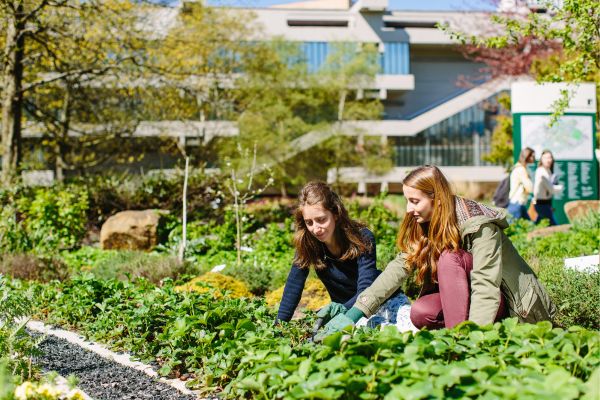 Students gardening in the sustainable garden.