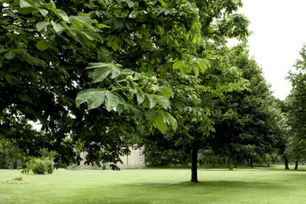 Lush green trees and grass in St George's Field.