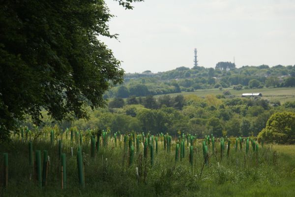 Green scenery with a big tree on the left and tree saplings growing in plastic protectors across the field.