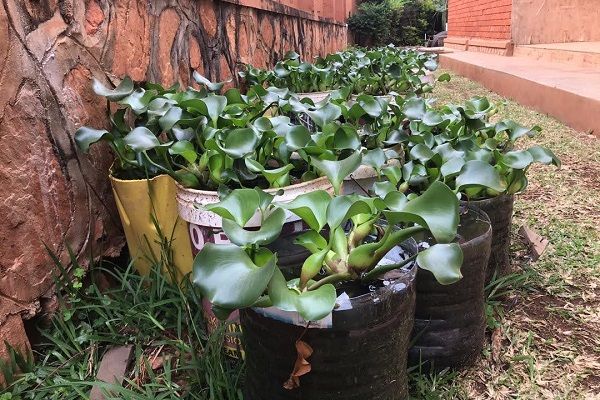 Water hyacinths growing in containers next to a wall