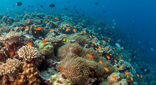 A coral reef surrounded by colourful fish