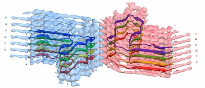 Amyloid protein