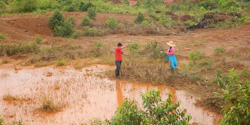 Measuring plant growth at abandoned overburden mining site near Mahdia, Guyana