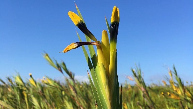 rare woody iris Witsenia marua 