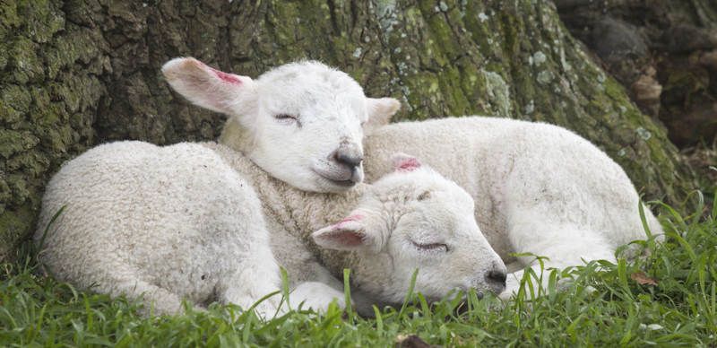 Spring lambs dozing at Ickworth in Suffolk. Credit: National Trust, Justin Minns