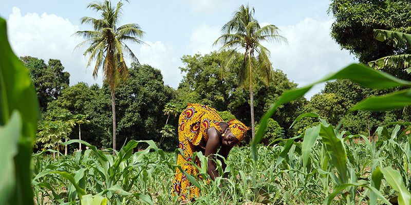 A smiling person wearing a colourful African wax print dress, weeds a field of maize.