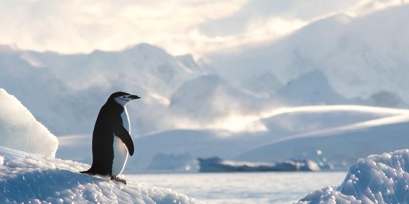 A penguin standing on icy slope with white valley and white mountains in the background.
