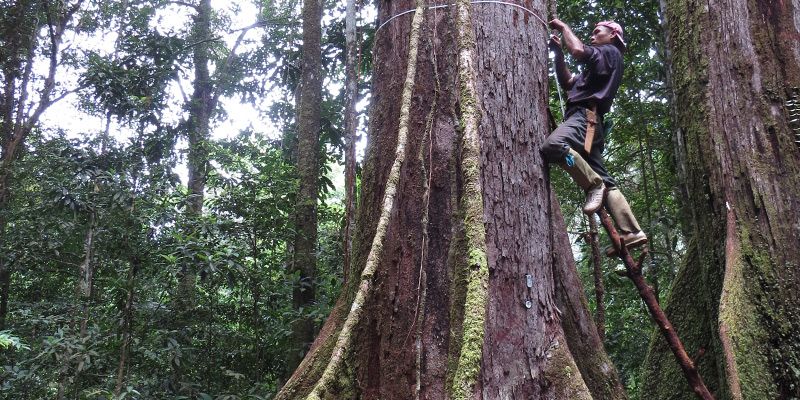 Man measuring width of a large Borneo tree