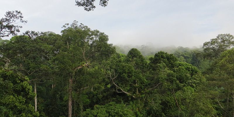 Green tree tops of Borneo forests