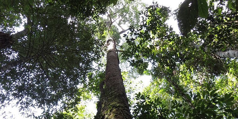 Looking up a big tree in Borneo's rainforests