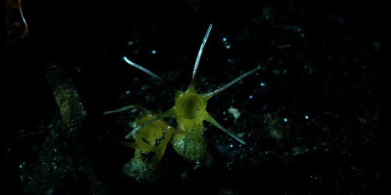 ‘Afrothismia lovettii’ has white antennae arranged like petals around its gaping mouth.