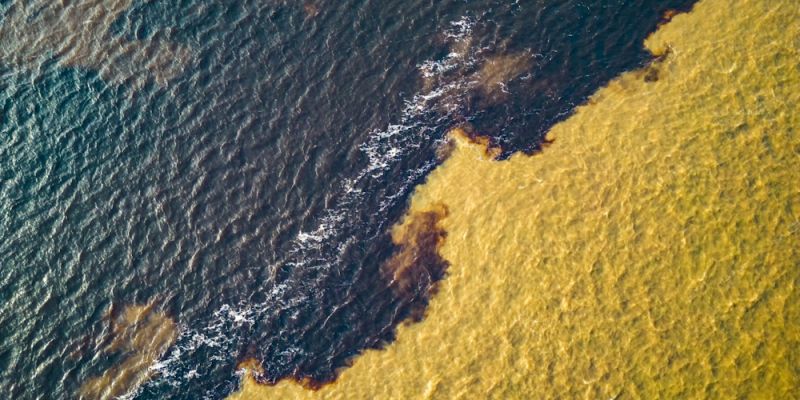 Algae bloom in the sea. Image: © GummyBone| iStock