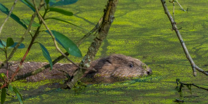 A male beaver swims through the river on release day in 2019