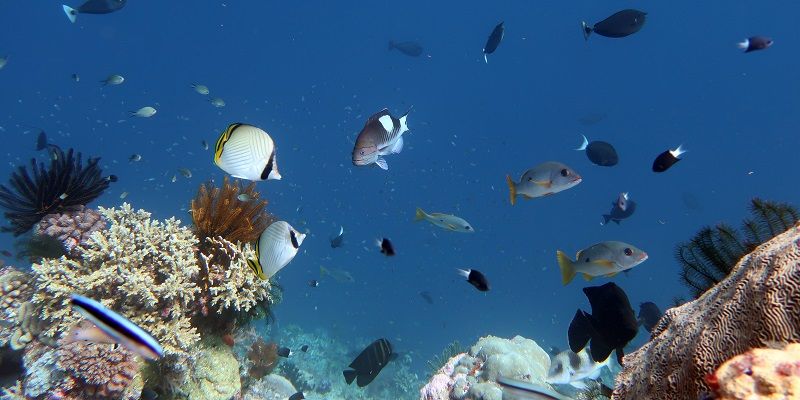 Luciparra, Central Banda Sea, Indonesia 