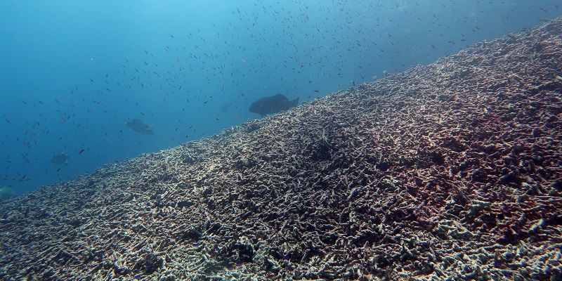 Luciparra, Central Banda Sea, Indonesia. Credit: Maria Beger 